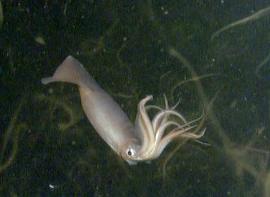 The bodies of squid like this 3- to 6-foot-long Humboldt are extremely soft, but their beaks (not visible here) are hard and sharp enough to rip apart fish. The animals avoid self-injury because the beak is made of a protective, shock-absorbing gradient of soft-to-hard material.