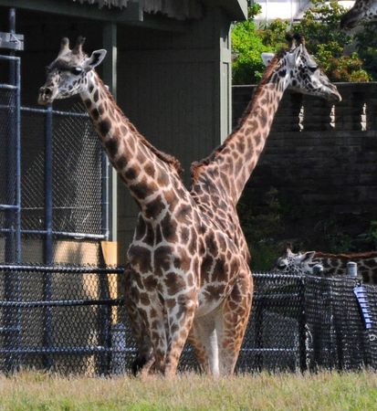 Siamese Twins? No, just two giraffes walking past each other.